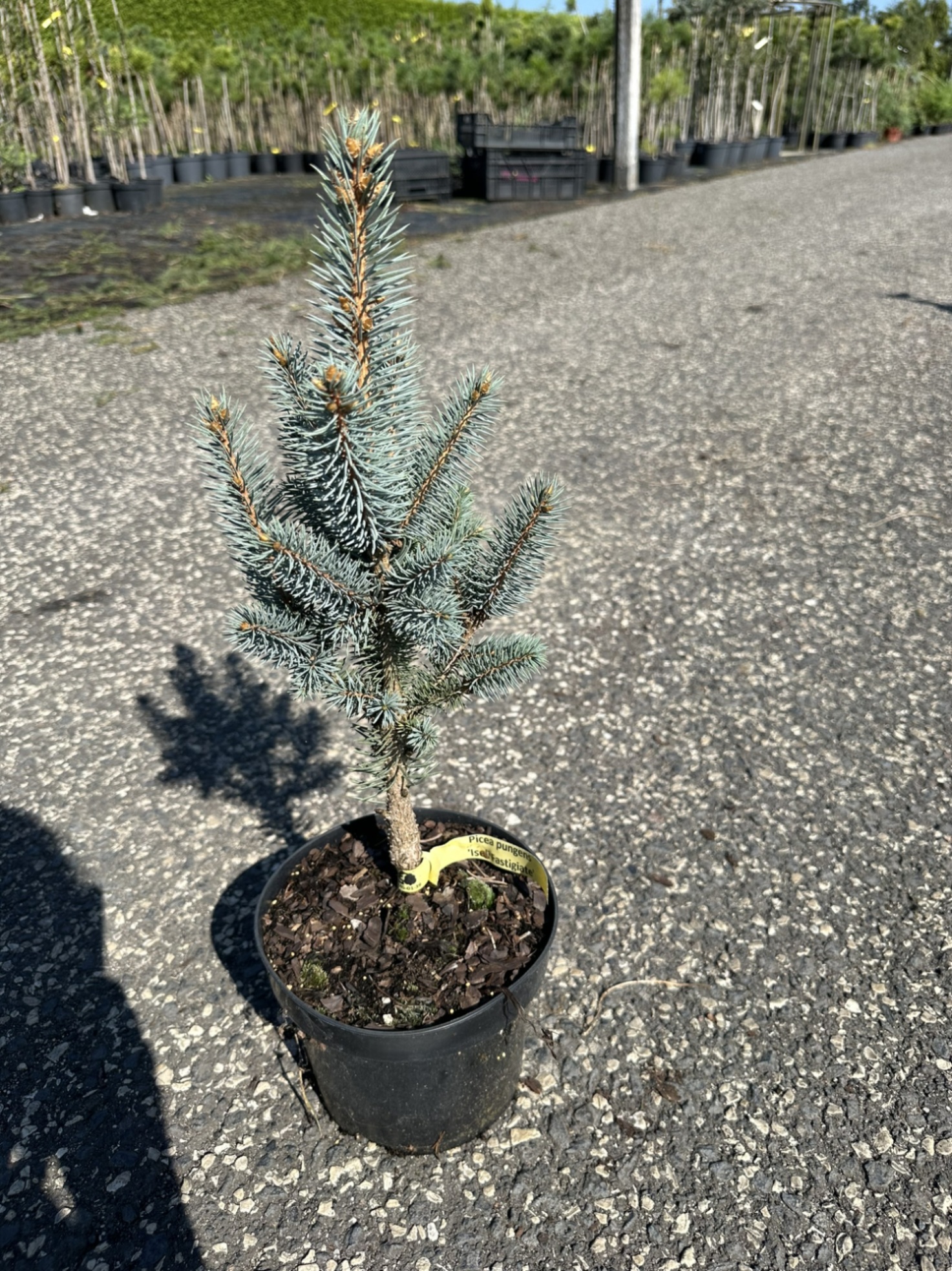 Ель колючая Изели Фастигиата